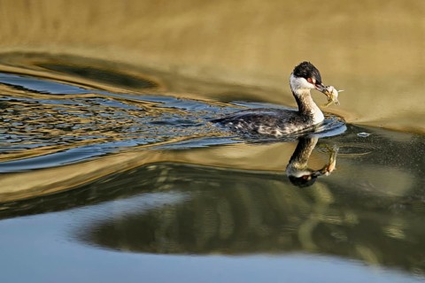 Slavonian grebe (Podiceps auritus), adult, in a white plumage, winter plumage, swimming with a fish