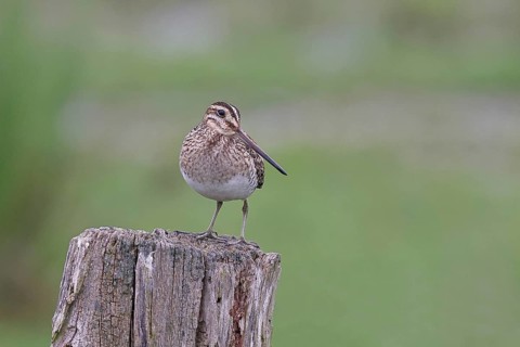 Snipe (Gallinago gallinago), standing on fence posts of a pasture, on moorland, snipe birds,