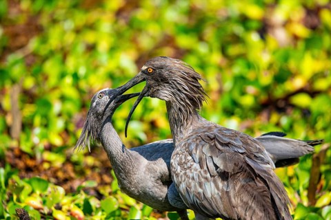 Plumbeous ibis (Harpiprion caerulescens) Pantanal Brazil