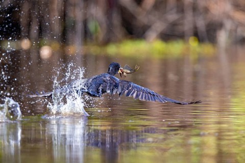Humboldt Cormorant (Phalacrocorax brasilianus) Pantanal Brazil