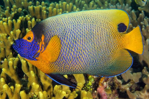 Underwater photo of close-up of bluehead angelfish (Pomacanthus xanthometopon) swimming over coral