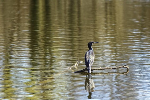 A cormorant sits on a branch in the water, reflected by the calm lake surface, Brüggen, North