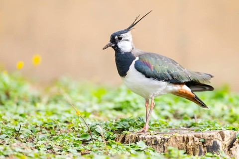 Northern lapwing (Vanellus vanellus) standing on a meadow, Bavaria, Germany, Europe
