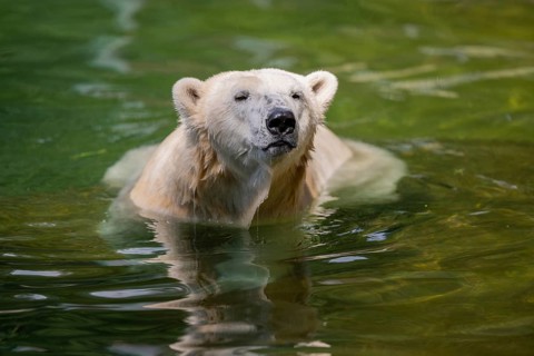 Polar bear (Ursus maritimus) swimming in the water, captive, Germany, Europe