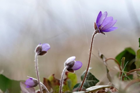 Liverwort (Hepatica nobilis), end of March, Mecklenburg-Western Pomerania, Germany, Europe
