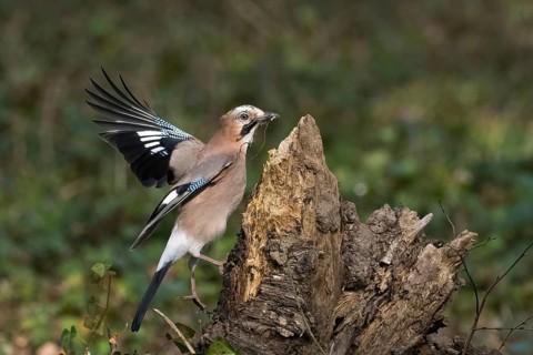 A jay (Garrulus glandarius) with nesting material in its beak lands on a tree stump with its wings
