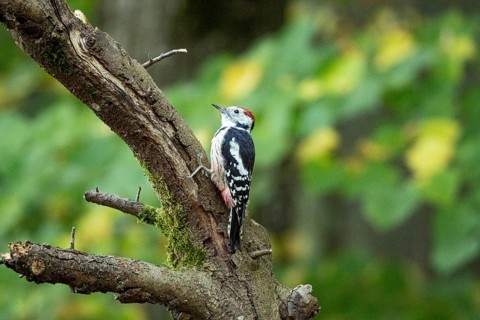 Middle spotted woodpecker (Dendrocopus medius) Germany