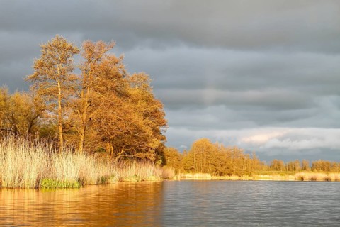 Evening mood on the Peene in spring, alders on the banks of the Peene, dramatic light mood,