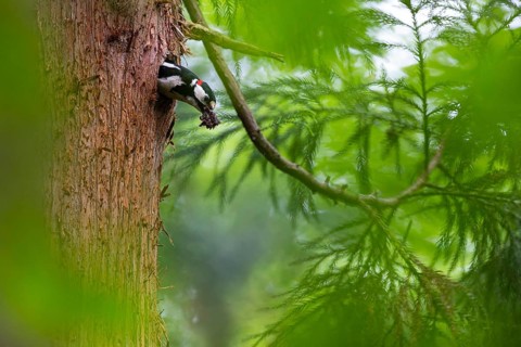 Great spotted woodpecker (Dendrocopos major), male with droppings in his beak shortly in front of