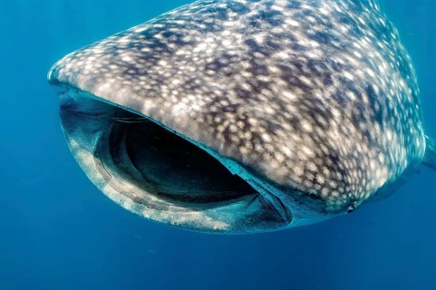 Underwater photo of head of whale shark (Rhincodon typus) harmless plankton eater swims with open