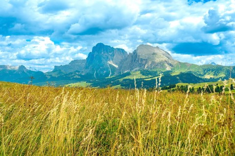 Golden meadow blowing in the wind with the sassolungo and sassopiatto mountains in the background,