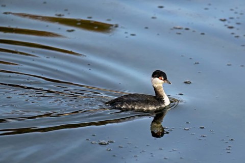 Slavonian Grebe (Podiceps auritus), adult, in adult plumage, winter plumage, swimming in Lake Zug,