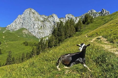 Hornless animal of the Thuringian Forest goat breed lying in the grass on the way to the mountain