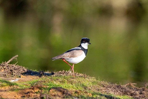 Cayenne plover (Vanellus cayanus) Pantanal Brazil