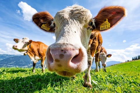 Three young curious calves (Bos primigenius taurus), cows on an alpine meadow, stretching their