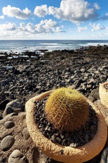 Cactus in a flower pot, rocky west coast, black lava coast, coastline, El Golfo, Yaiza, Lanzarote,