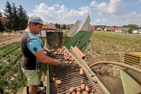 Wittichenau, Oberlausitz, Saxony, Germany - Potato harvest on the family-run farm and vegetable