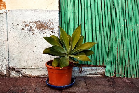 Potted plant in front of a wall with rough plaster and green bamboo sticks, San Sebastian de La