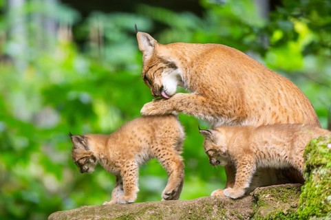 Eurasian lynx (Lynx lynx) mother with her youngsters (cubs) in a forest, Bavaria, Germany, Europe