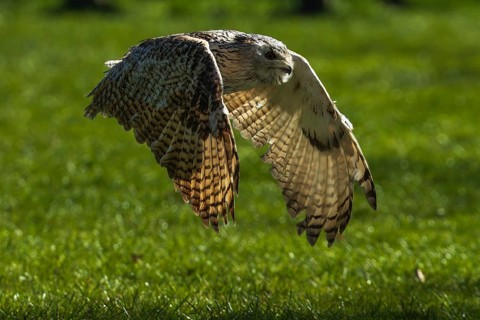 An owl flies close to the ground over a green meadow in daylight, Siberian Eagle Owl (Bubo