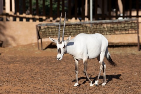 Arabian oryx (Oryx leucoryx) in the Arabian Oryx Camp, Wahiba Sands desert or Rimal Al Wahiba or