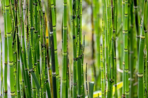 Horsetails (Equisetum), Münsterland, North Rhine-Westphalia, Germany, Europe