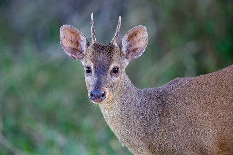 Grossmazama (Mazama americana) Pantanal Brazil