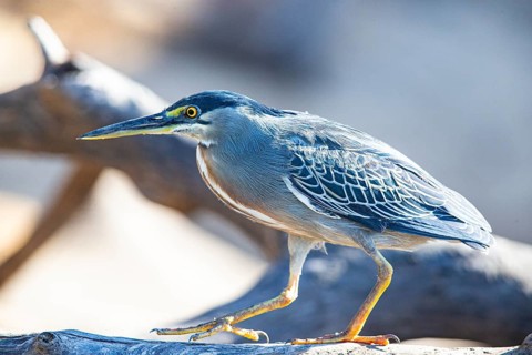 Mongrove Heron (Butorides striatus) Pantanal Brazil