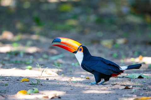 Giant toucan (Ramphastos toco) Pantanal Brazil