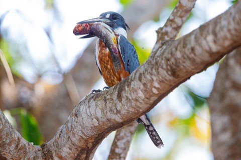 Ringed kingfisher (Ceryle torquata) Pantanal Brazil
