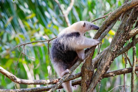 Southern tamandua (Tamandua tetradactyla) Pantanal Brazil