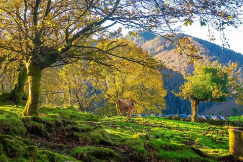 Cow nurses its calf in a vibrant green pasture surrounded by colorful autumn trees and a majestic