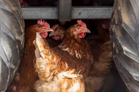 Chickens looking for shelter between tractor tyres, domestic chicken, Rhineland-Palatinate,