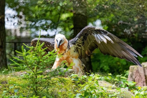 Bearded vulture (Gypaetus barbatus) captive Germany