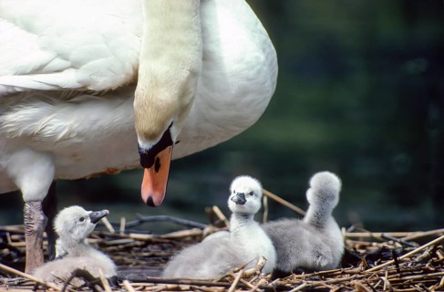 Mute swan. Cygnus olor. swan and new born cygnets stand on the nest. Forest of La Wantzenau. Region