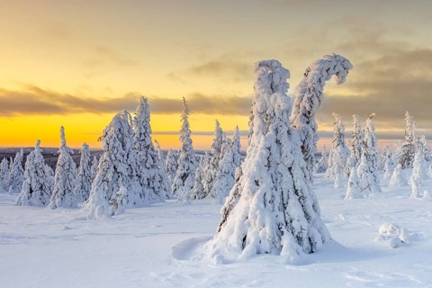 Tykky forest, snow covered spruce trees on the taiga at sunrise in winter, Riisitunturi National