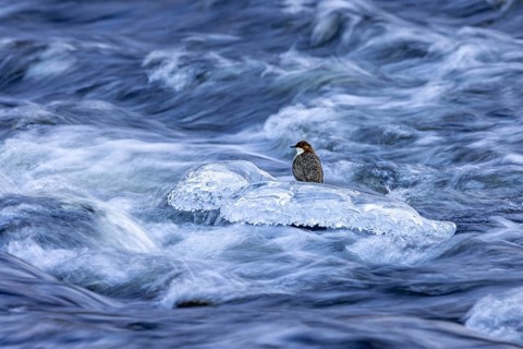Northern white-throated dipper (Cinclus cinclus cinclus) foraging along frozen stream in winter,