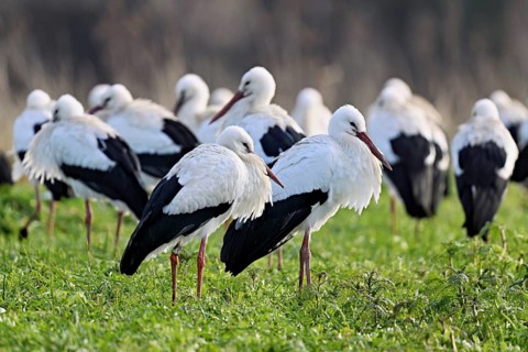 White storks (Ciconia ciconia), large flock standing in a meadow, Flachsee, Canton Aargau,