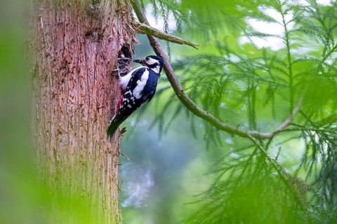 Great spotted woodpecker (Dendrocopos major), female feeds almost fledged young bird in the