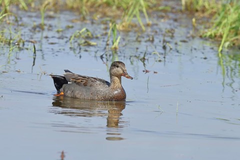 Gadwall (Mareca strepera), male, swimming on bog pond, spring, wildlife, Hüde, Ochsenmoor, Dümmer