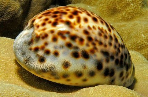 Shell of tiger cowrie (Cypraea tigris) Kauri on coral block of small polyp stony coral (Acropora),