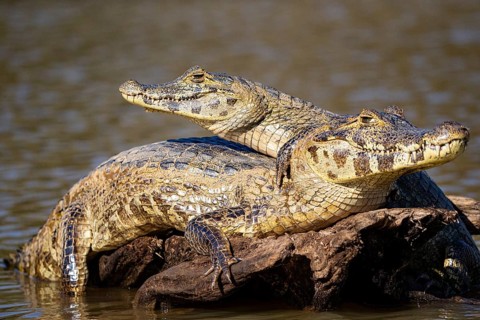 Spectacled caiman (Caiman crocodilius) Panatanal Brazil
