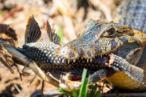 Spectacled caiman (Caiman crocodilius) Panatanal Brazil