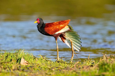 Red-fronted leaflet (Jacana jacana) Pantanal Brazil