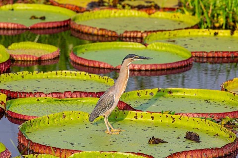 Mongrove Heron (Butorides striatus) Pantanal Brazil