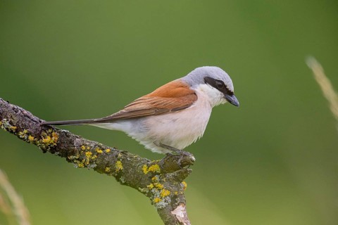 Red-backed shrike (Lanius collurio) ml Germany