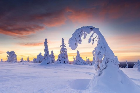 Tykky forest, snow covered spruce trees on the taiga at sunset in winter, Riisitunturi National