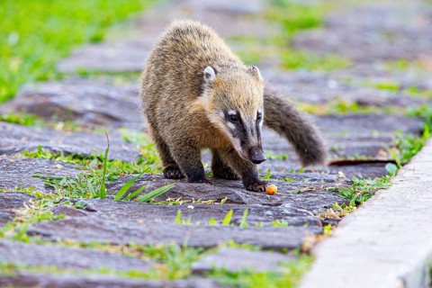 South American coati (nasua nasua) Pantanal Brazil