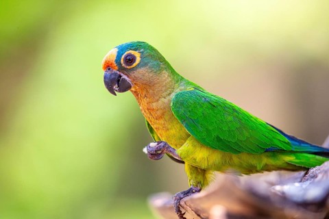 Peach-fronted conure (Aratinga aurea) Pantanal Brazil