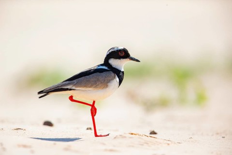 Cayenne plover (Vanellus cayanus) Pantanal Brazil